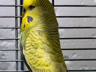 Budgerigars birds Budgies available for new homes - Advert 17