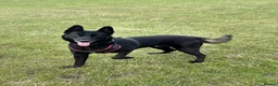Belgian Shepherd Dog dogs for sale: 1 male Belgian Malinois puppy  - Advert 2