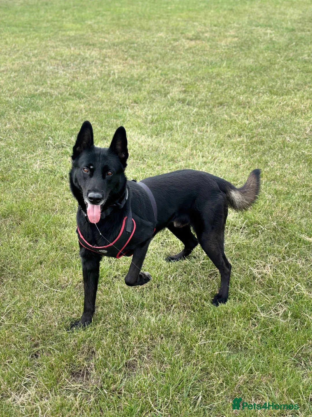 Belgian Shepherd Dog dogs for sale: 1 male Belgian Malinois puppy  - Advert 2