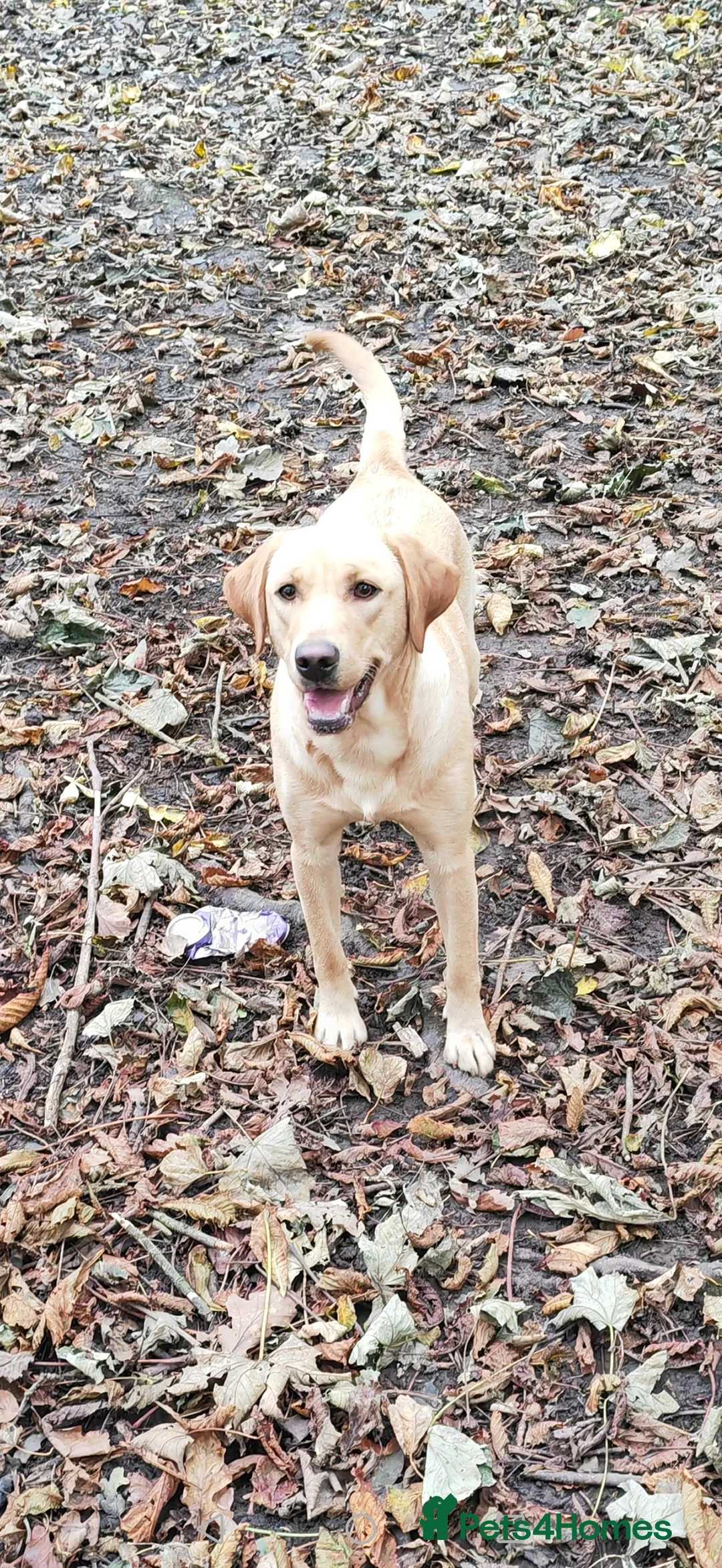 Labrador Retriever dogs for sale: 18 month old Yellow female Labrador Retriever  in Maryport - Advert 3