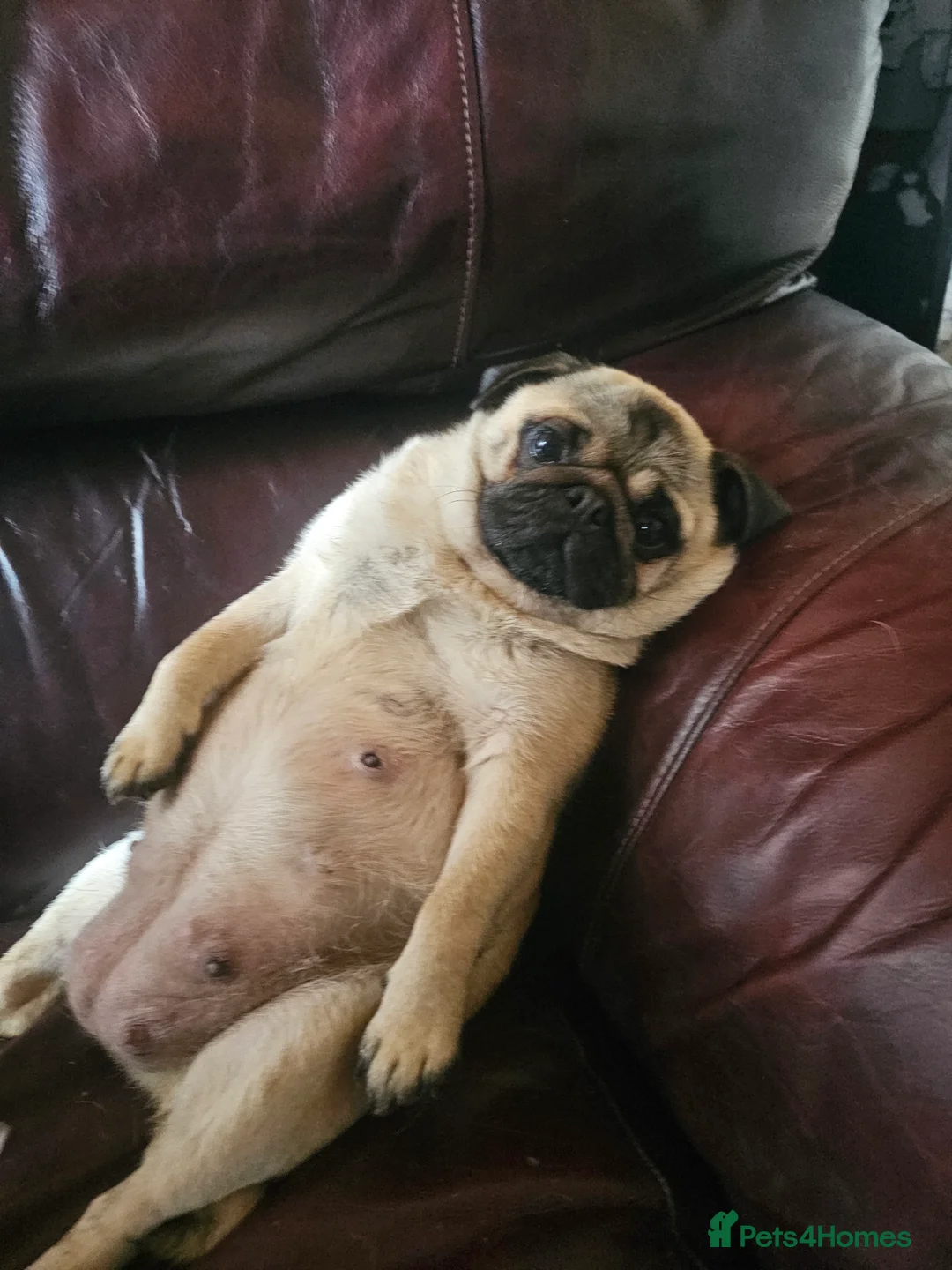 Pug dogs for sale: Pug puppies Kc registered  - Advert 4