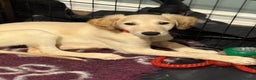 Saluki dogs for sale: Saluki 2 big boys left reduced £ - Advert 34