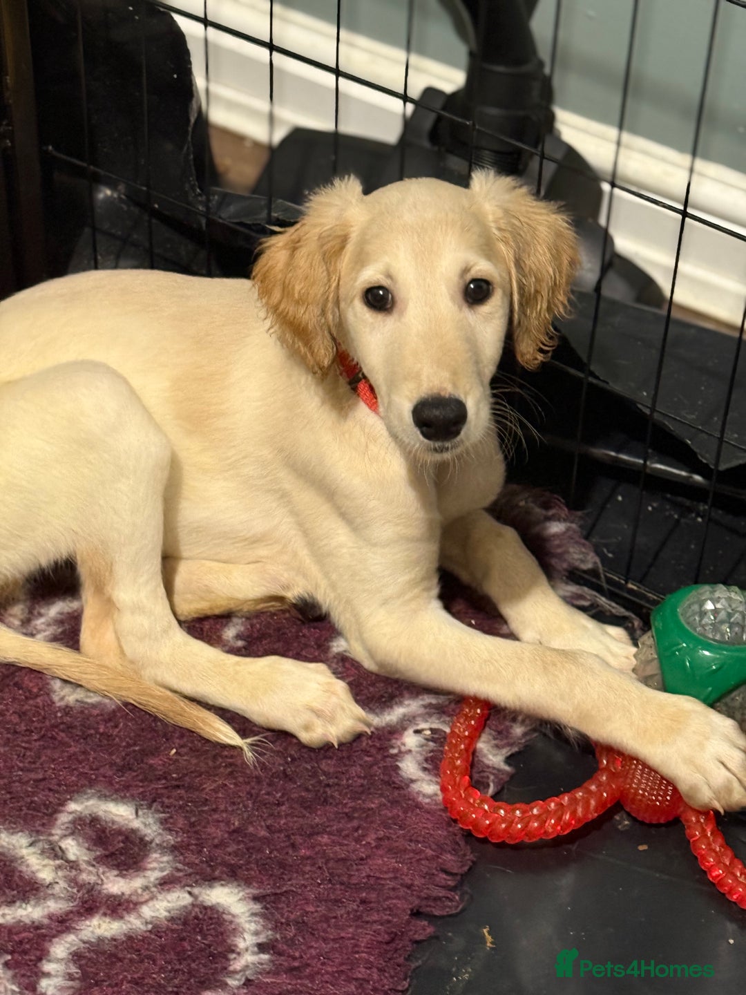 Saluki dogs for sale: Saluki 2 big boys left reduced £ - Advert 34