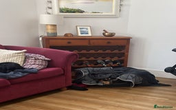 Mixed Breed dogs for adoption: Gypsy a hidden gem is looking for her forever home - Image 8