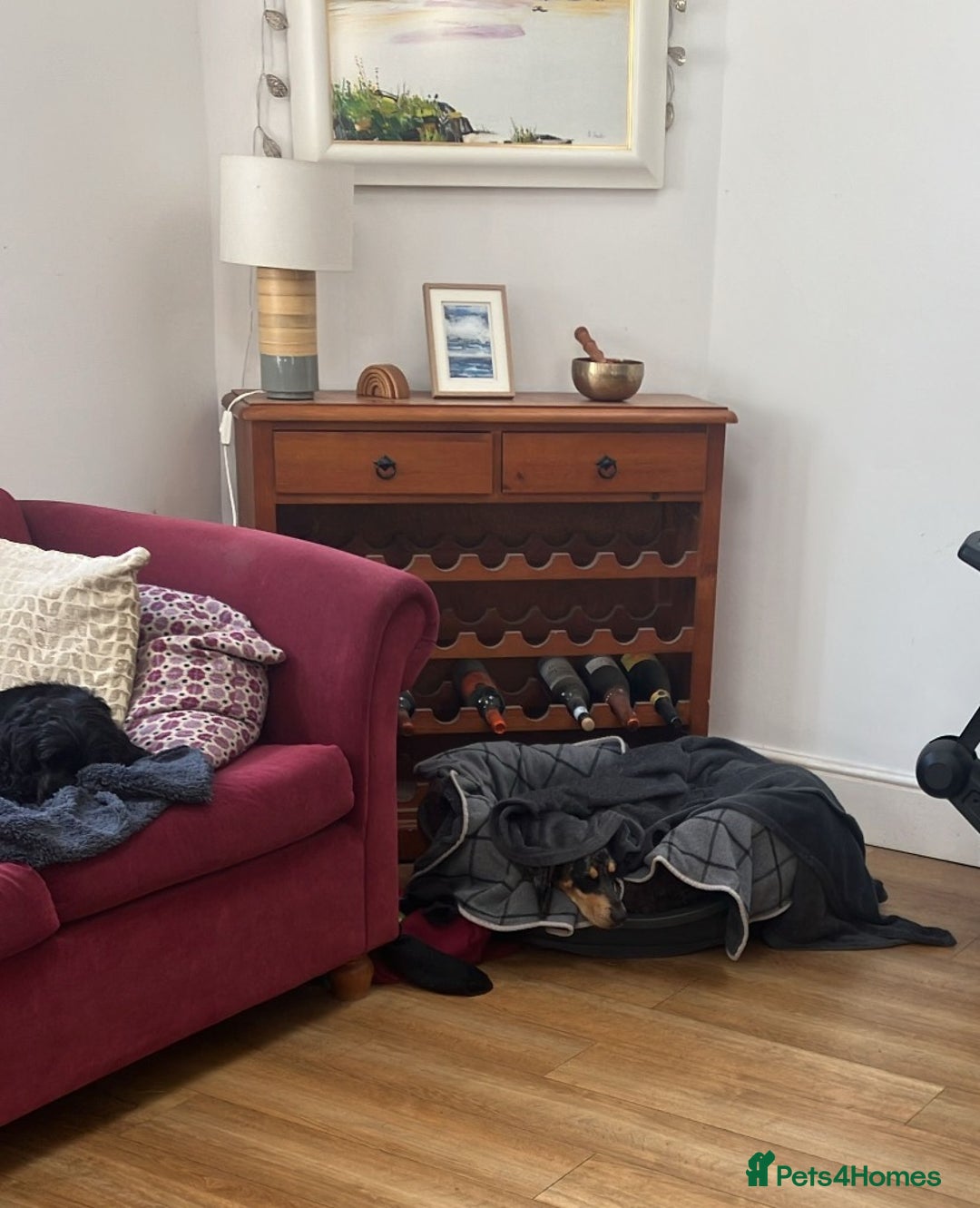 Mixed Breed dogs for adoption: Gypsy a hidden gem is looking for her forever home - Image 8