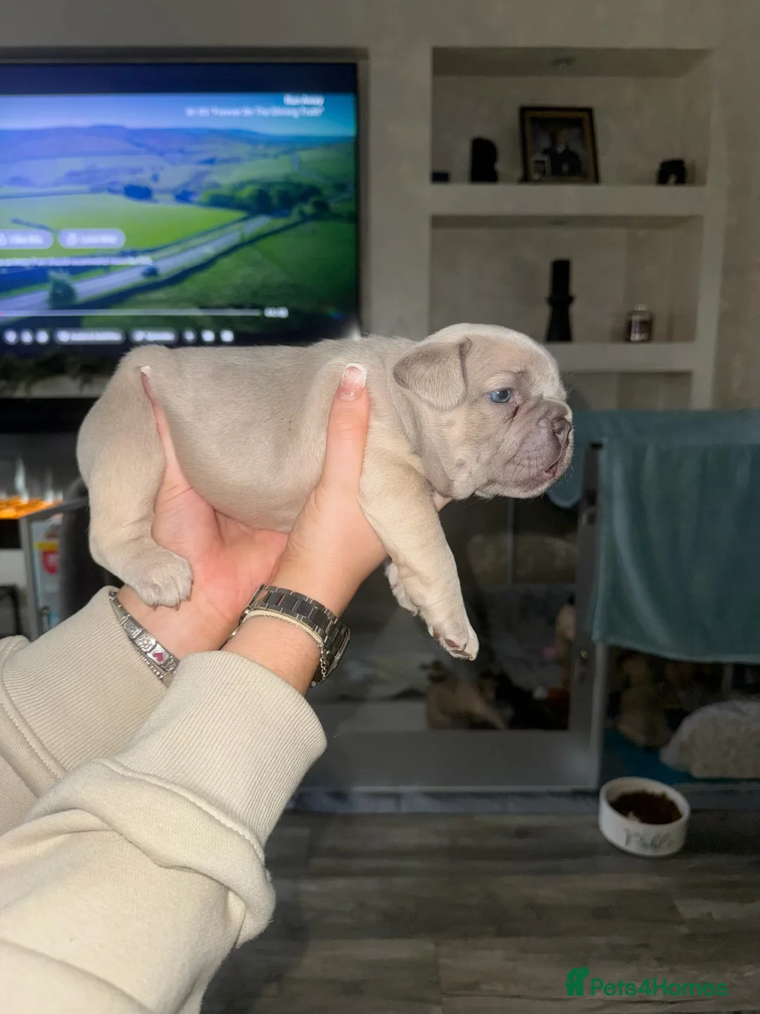 French Bulldog dogs for sale: Elegant Litter of Six KC Registered French Bulldog - Advert 17