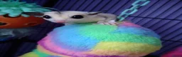 Sugar Glider rodents for sale: Adorable sugar gliders  - Advert 3