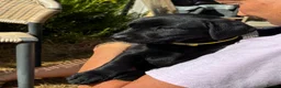 Labrador Retriever dogs for sale: 🐾 READY NOW🐾 FTCH Labrador Puppies - Advert 18