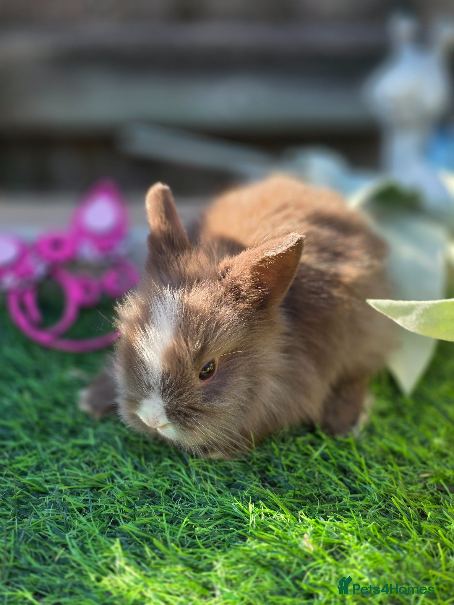 Lionhead rabbits 3 Double Mained Lionheads Ready For Reserve  - Advert 1