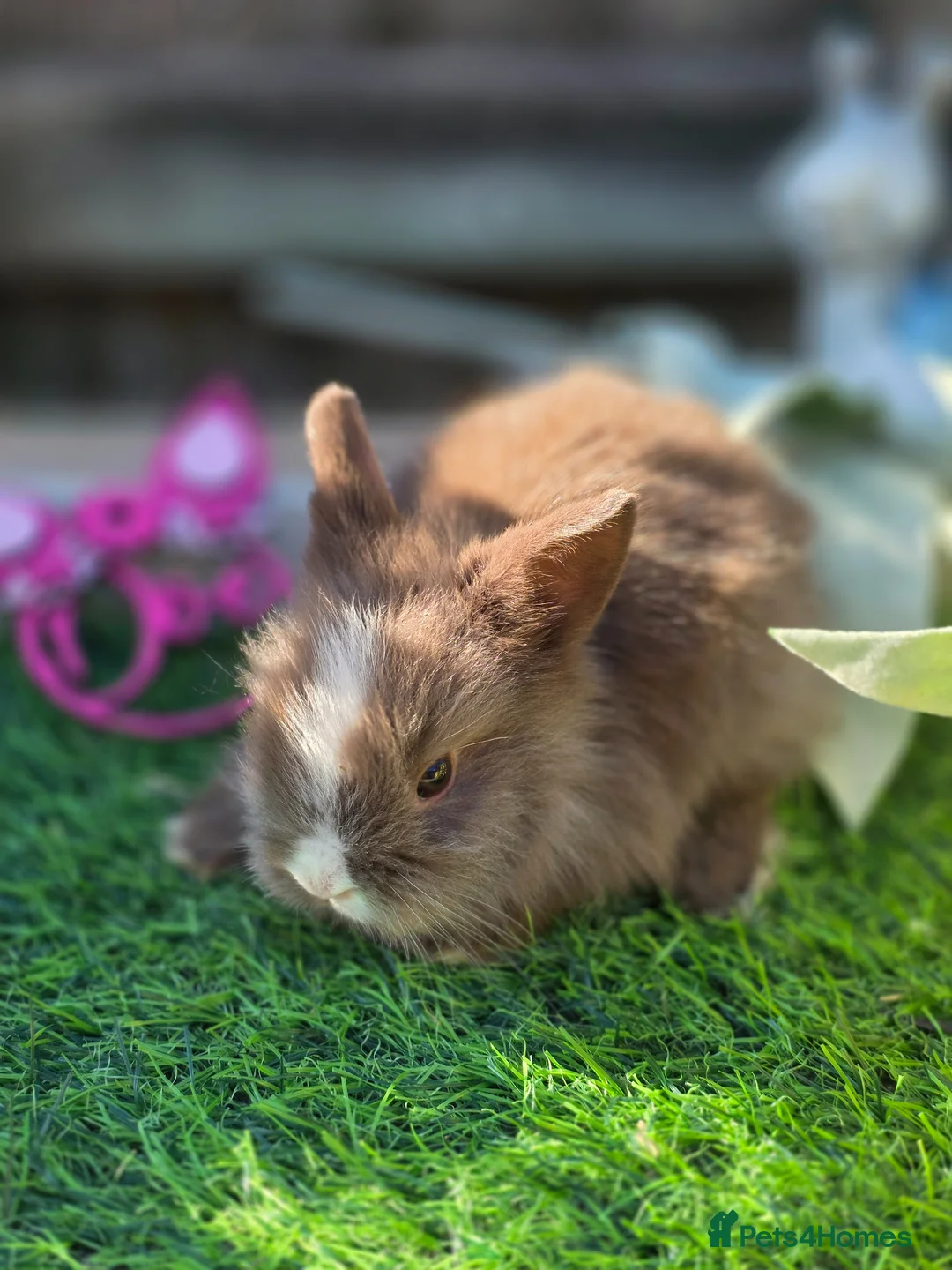 Lionhead rabbits for sale: 3 Double Mained Lionheads Ready For Reserve  - Advert 1