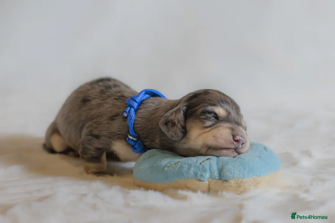 Miniature Dachshund dogs for sale: Exceptional PRA clear Champion miniature L/H dachs - Advert 8