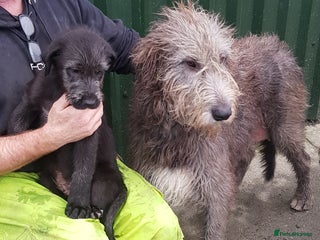 Irish Wolfhound dogs Irish Wolfhound Pups - Advert 1
