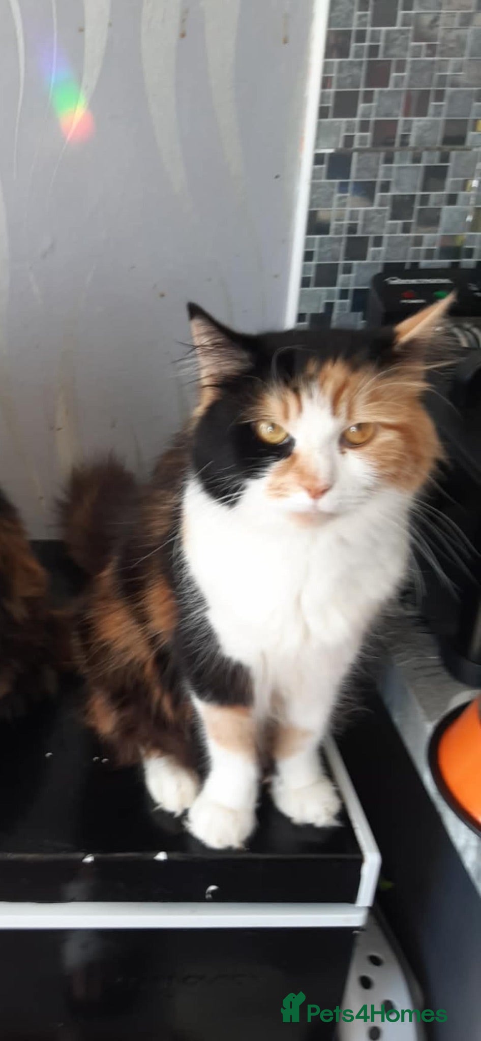 Mixed Breed cats Kittens for sale  - Advert 2