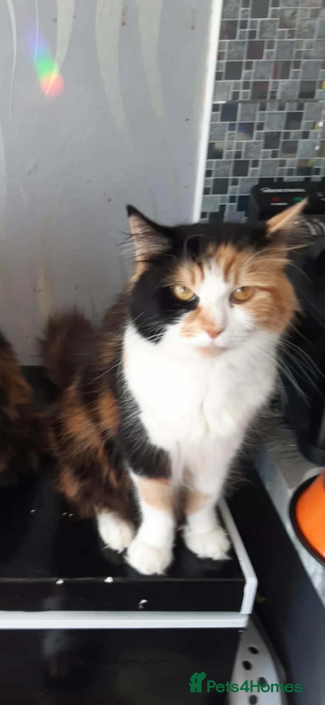 Mixed Breed cats for sale: Kittens for sale  - Advert 1