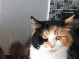 Mixed Breed cats Kittens for sale - Advert 1