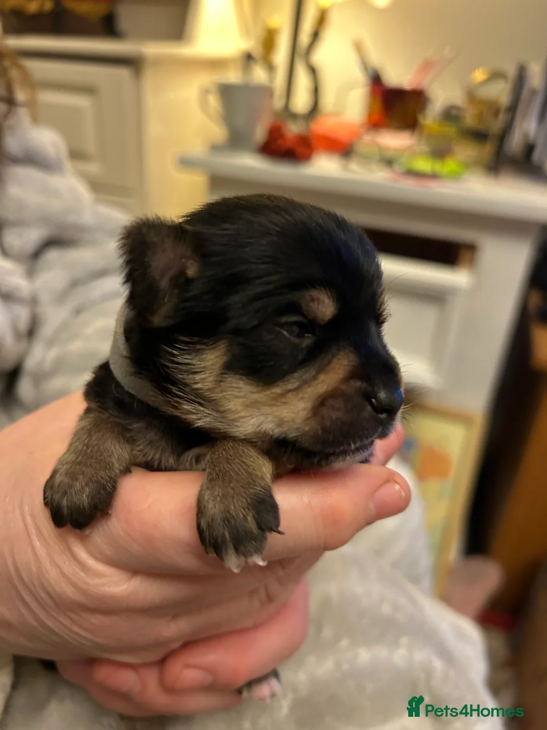 Chorkie dogs for sale: Small breed Chorkie puppies - Advert 5