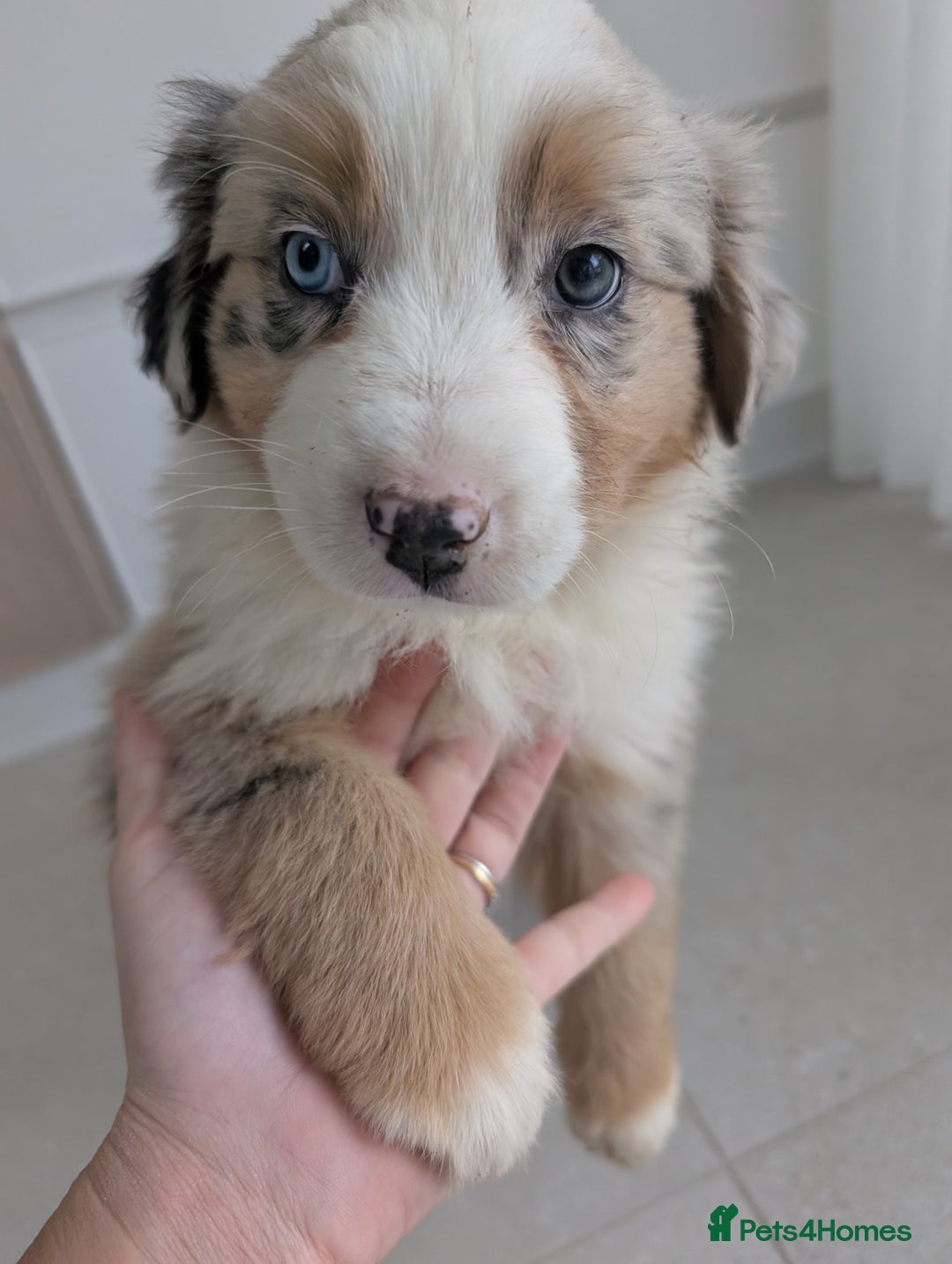 Australian Shepherd dogs for sale: Australian Shepherd puppies for sale  - Image 6
