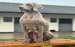 Weimaraner dogs for sale: ✨KC Reg Pups from Champion Bloodlines ✨ - Image 10