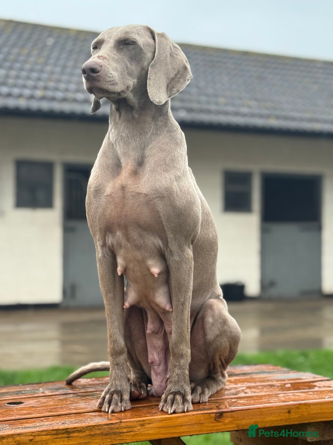 Weimaraner dogs for sale: ✨KC Reg Pups from Champion Bloodlines ✨ - Image 10