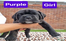 Cane Corso dogs for sale: Pedigree Cane Corso Puppies  - Image 20