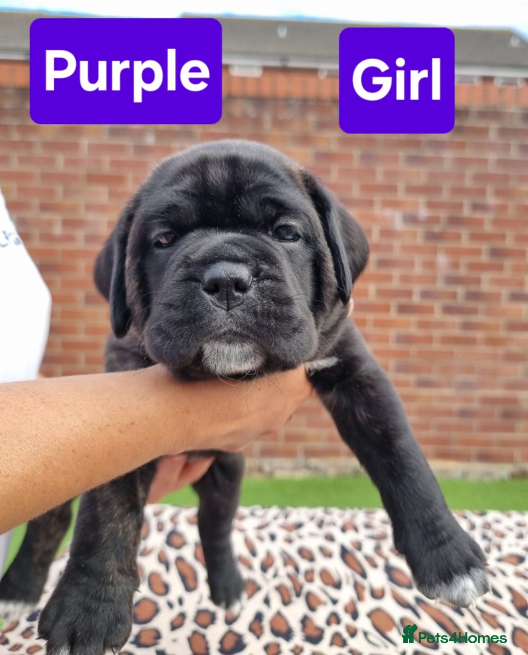Cane Corso dogs for sale: Pedigree Cane Corso Puppies  - Image 20