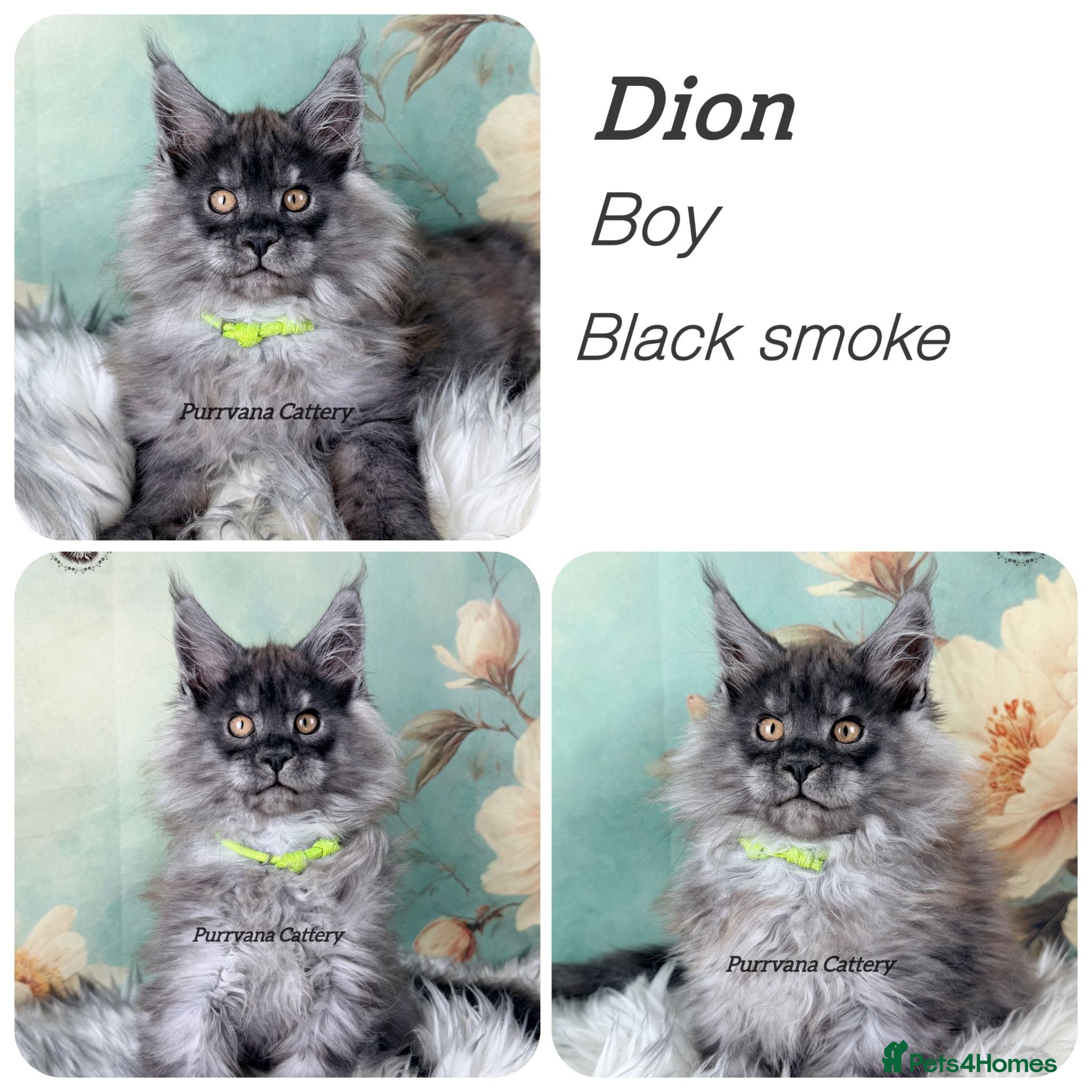 Maine Coon cats TICA registered adorable Maine coon kittens - Advert 2