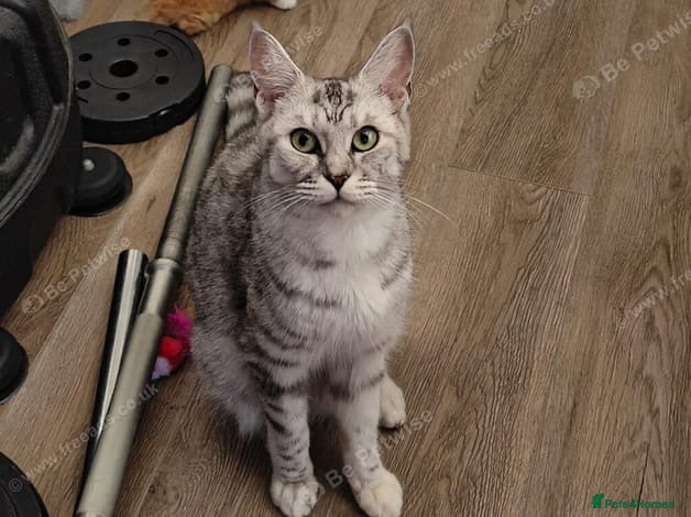 Maine Coon cats 🐾 6 BEAUTIFUL KITTENS LOOKING FOR LOVING HOMES 🐾 - Advert 1
