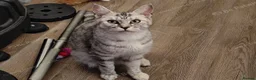 Maine Coon cats for sale: 🐾 6 BEAUTIFUL KITTENS LOOKING FOR LOVING HOMES 🐾 - Advert 1