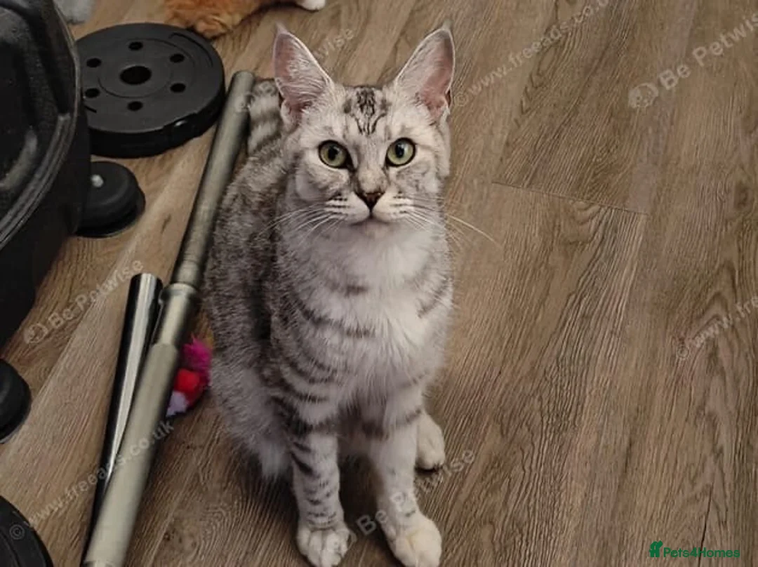 Maine Coon cats for sale: 🐾 6 BEAUTIFUL KITTENS LOOKING FOR LOVING HOMES 🐾 - Advert 1
