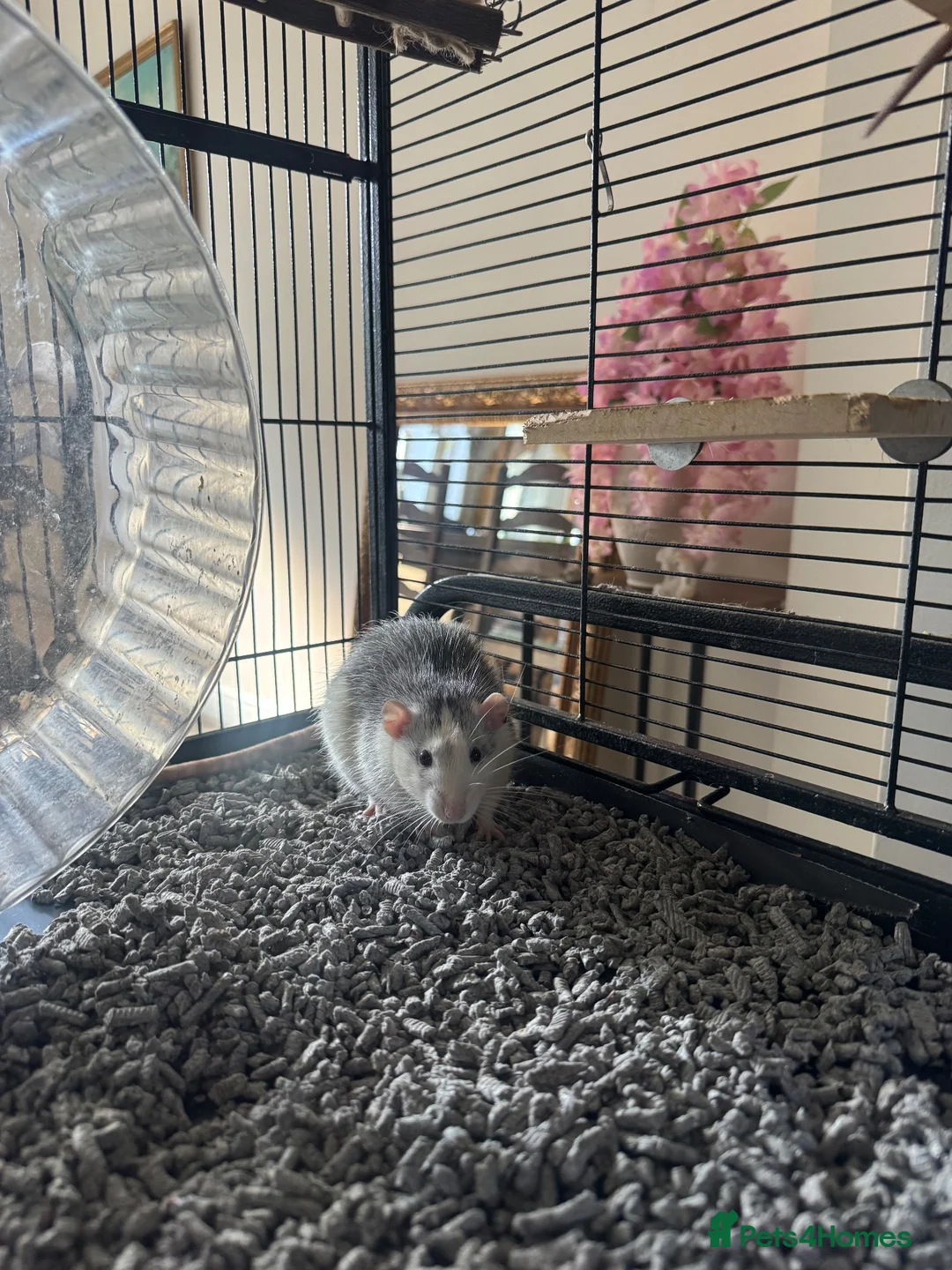 Rat rodents for sale: 2 beautiful boys looking for a new home❤️ in Preston - Advert 7