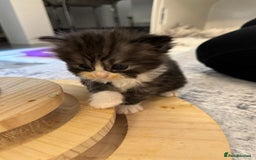 Persian cats for sale: Persian Kittens  - Image 21