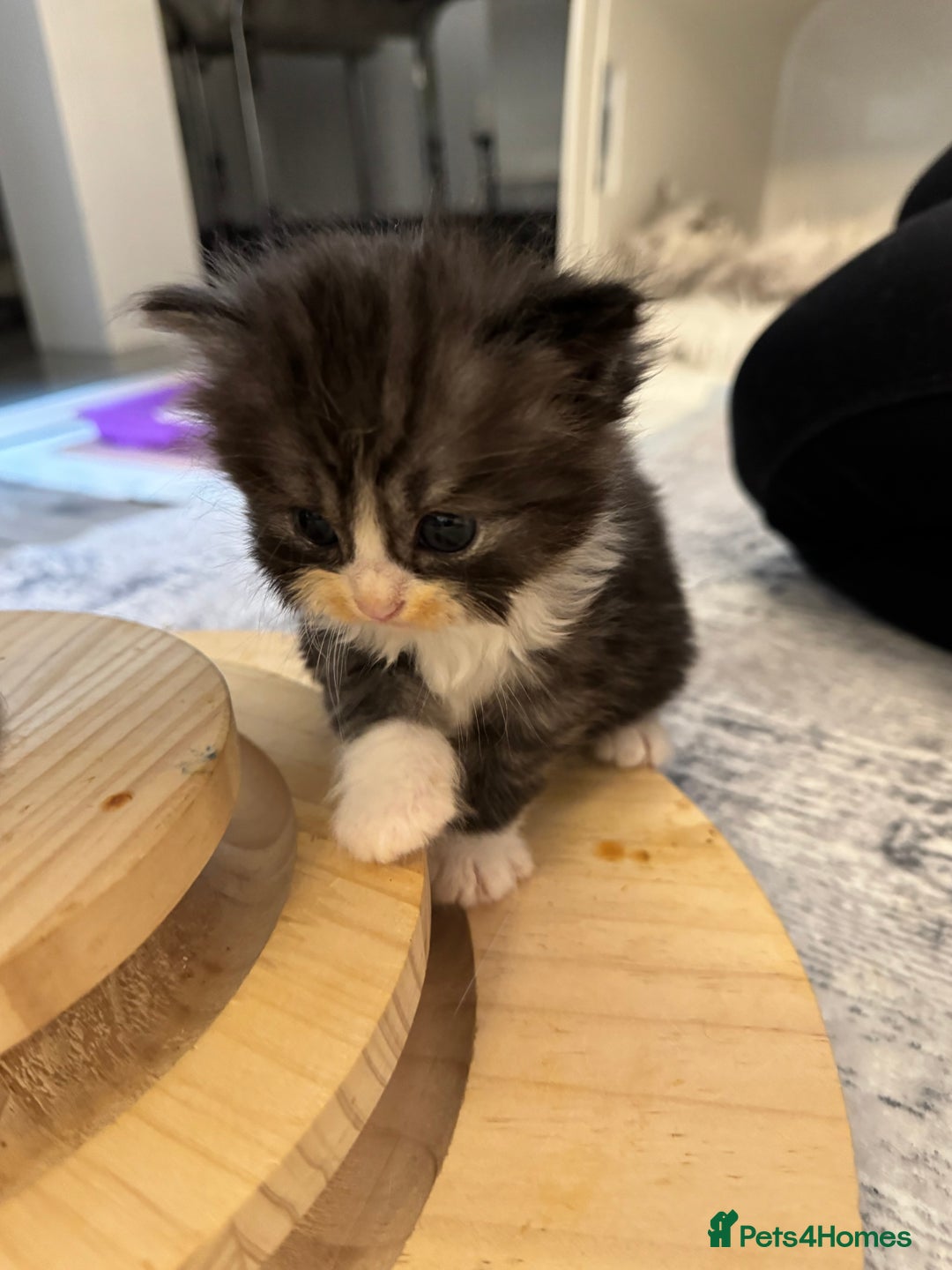 Persian cats for sale: Persian Kittens  - Image 21