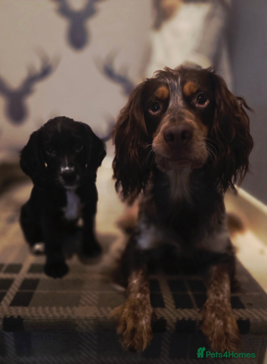 Cocker Spaniel dogs for stud: Cocker spaniel for stud. - Advert 6
