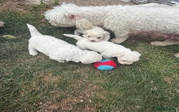 Maltese dogs for sale: I need a new home! - Image 1