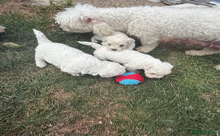 Maltese dogs - Advert 16