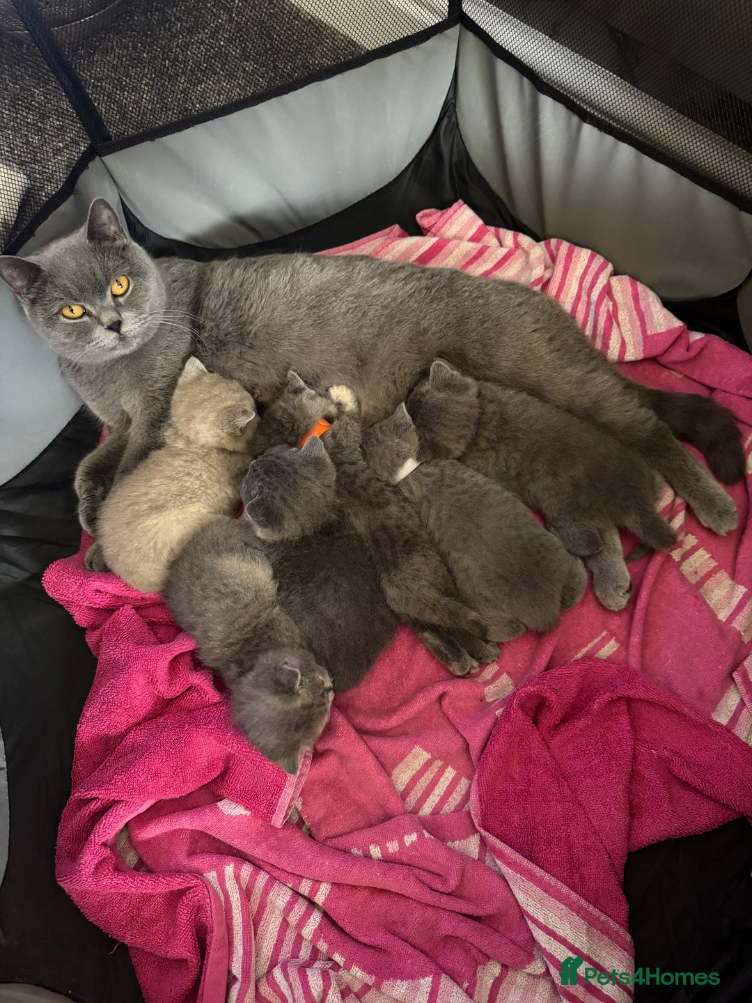 British Shorthair cats for sale: Two female British Shorthair kittens for sale - Image 7