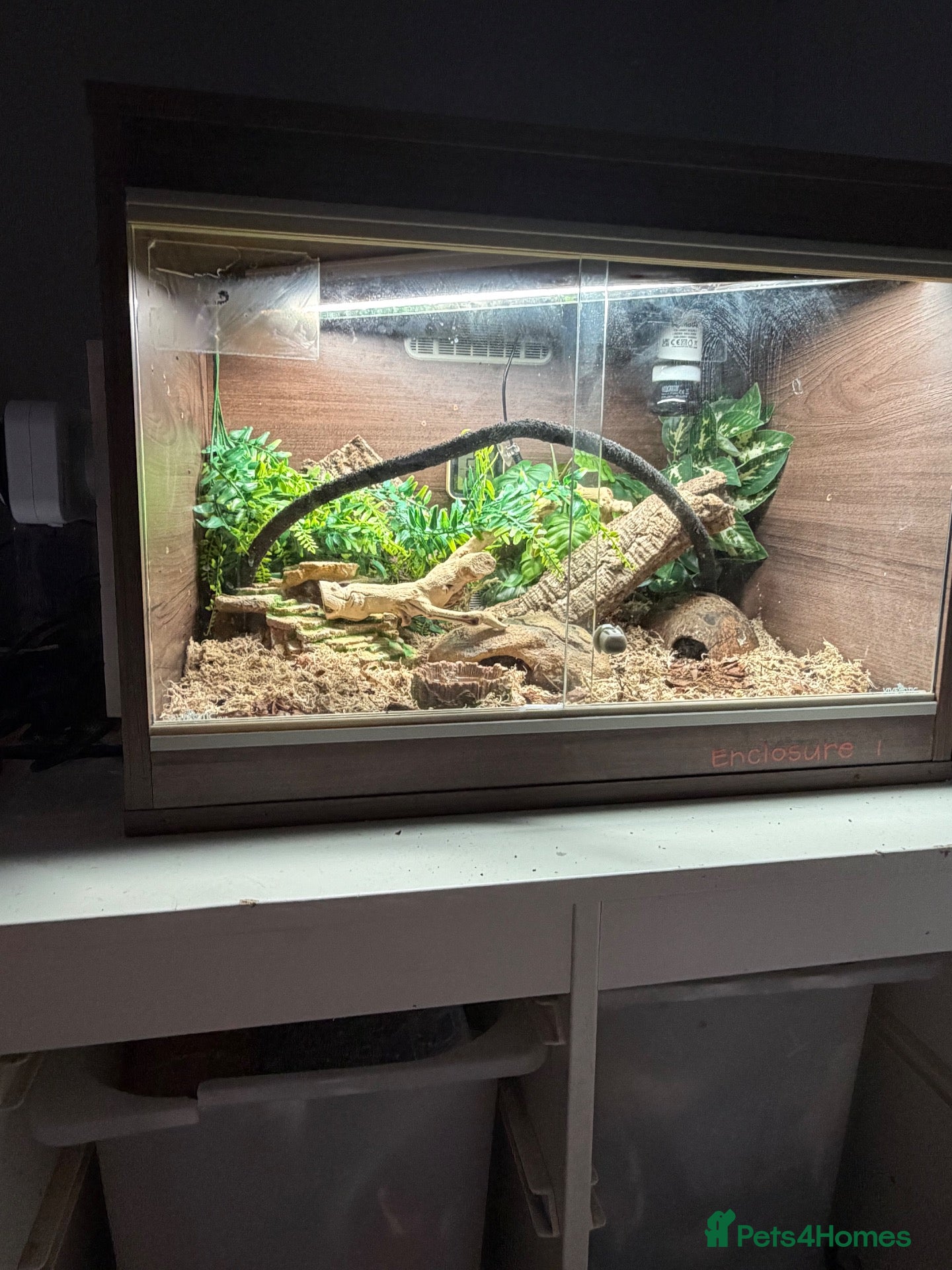 Gecko reptiles Mourning gecko full setup with 10 x gecko’s  - Advert 1