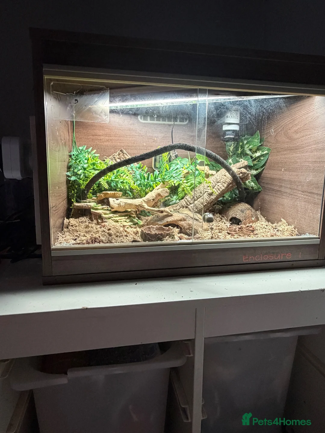 Gecko reptiles for sale: Mourning gecko full setup with 10 x gecko’s  - Advert 1