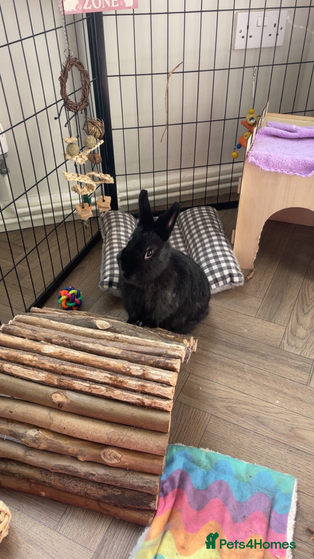 Netherland Dwarf rabbits Netherland dwarf  - Advert 17
