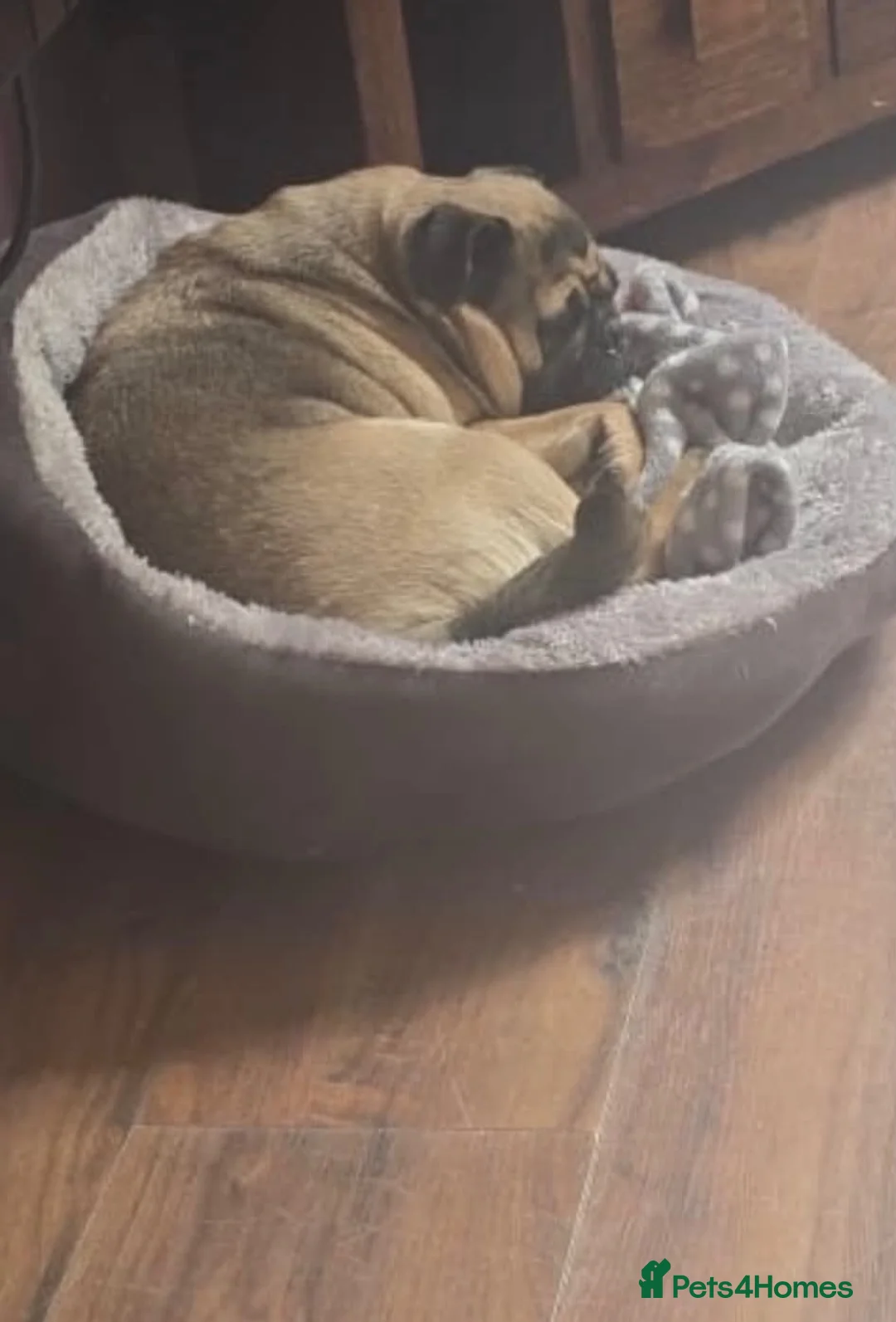 Pug dogs for sale: Doggy  - Advert 2