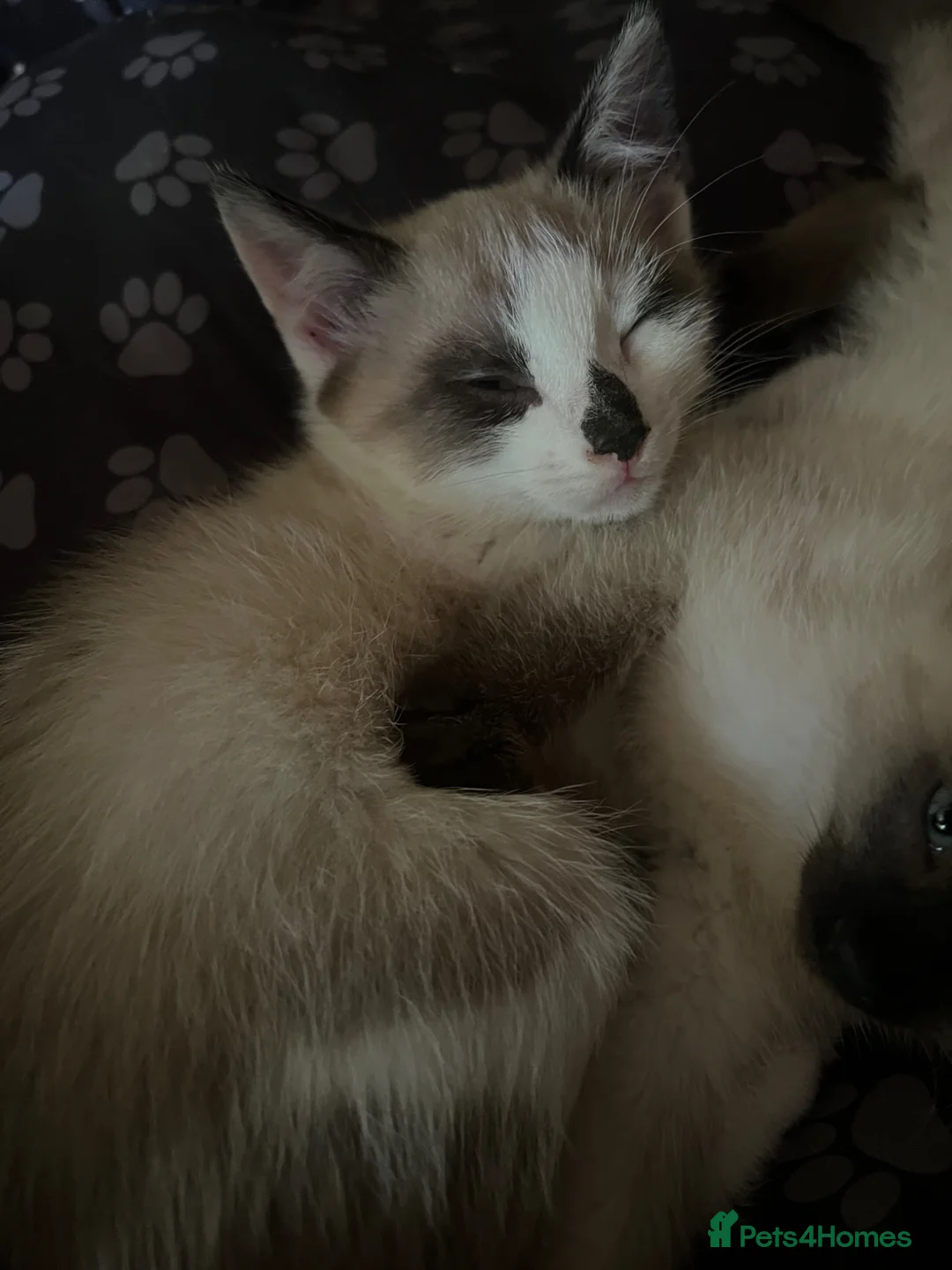 Ragdoll cats for sale: Ragdoll X Siamese Kittens.  - Advert 7