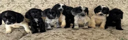 Cockapoo dogs for sale: Stunning F1b Miniature Cockapoos DNA clear - Advert 1