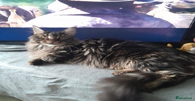 Maine Coon cats brown classic tabby girl TICA maine coon - Advert 7