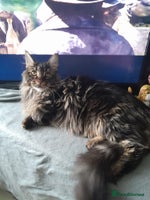 Maine Coon cats brown classic tabby girl TICA maine coon - Advert 10