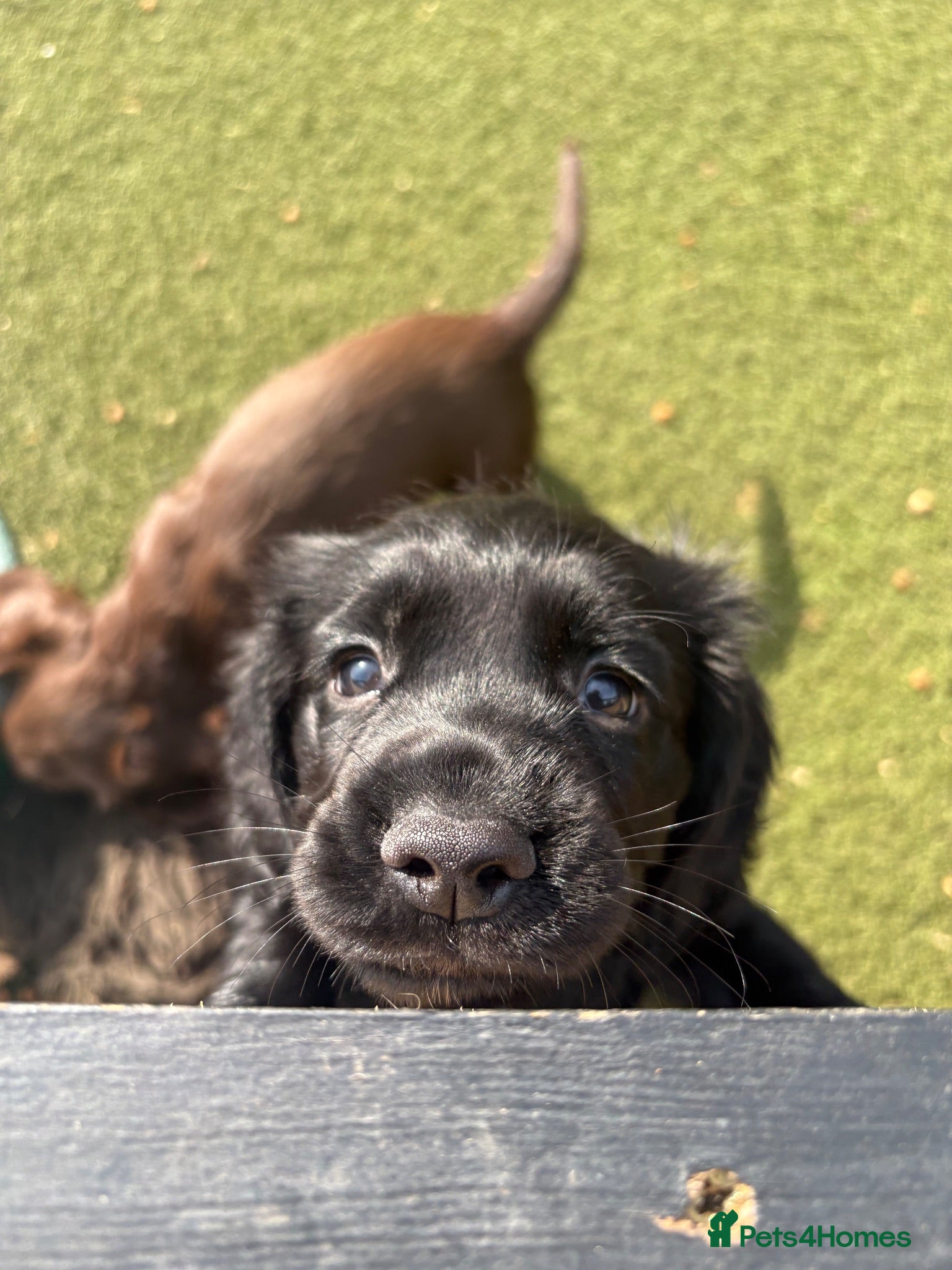 Cocker Spaniel dogs Beautiful black working cockers - Advert 2