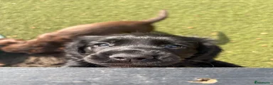 Cocker Spaniel 3