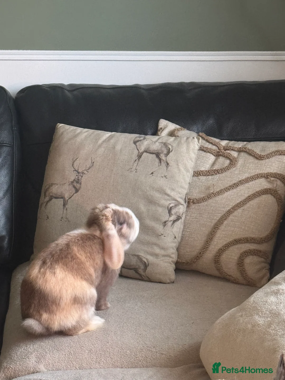 Mini Lop rabbits for sale: Mini lop  - Advert 4