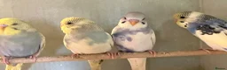 Budgerigars birds for sale: Baby budgies for sale - Advert 4