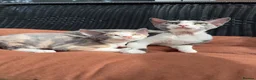 Devon Rex cats for sale:      🐾 Two Beautiful Devon Rex Kittens  - Advert 8