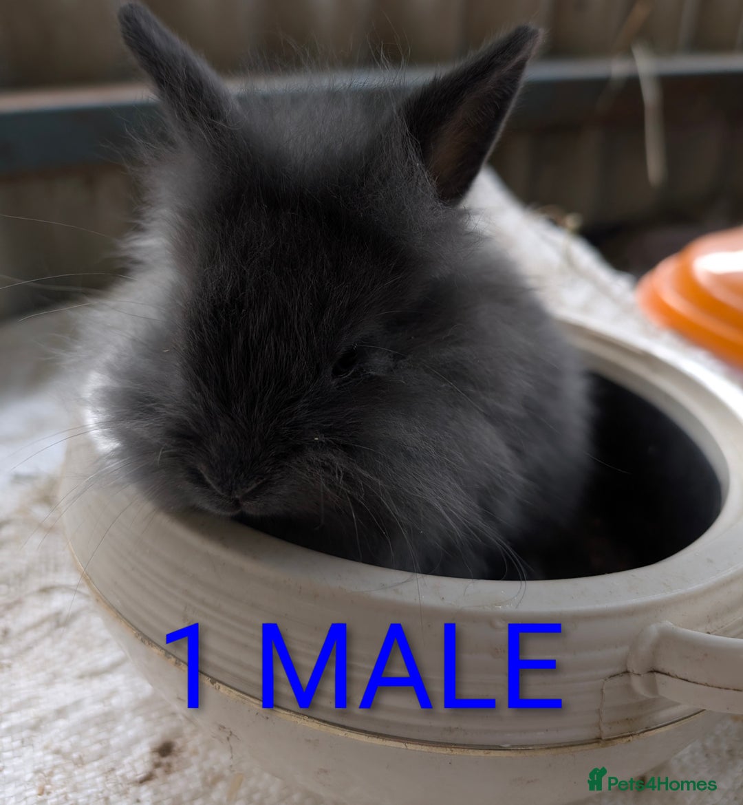 Lionhead rabbits for sale: 4x lionhead bunnies 8 week old 1x girl and 3x boys - Image 4